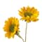 Gold Daisy Mum Spray by Ashland®